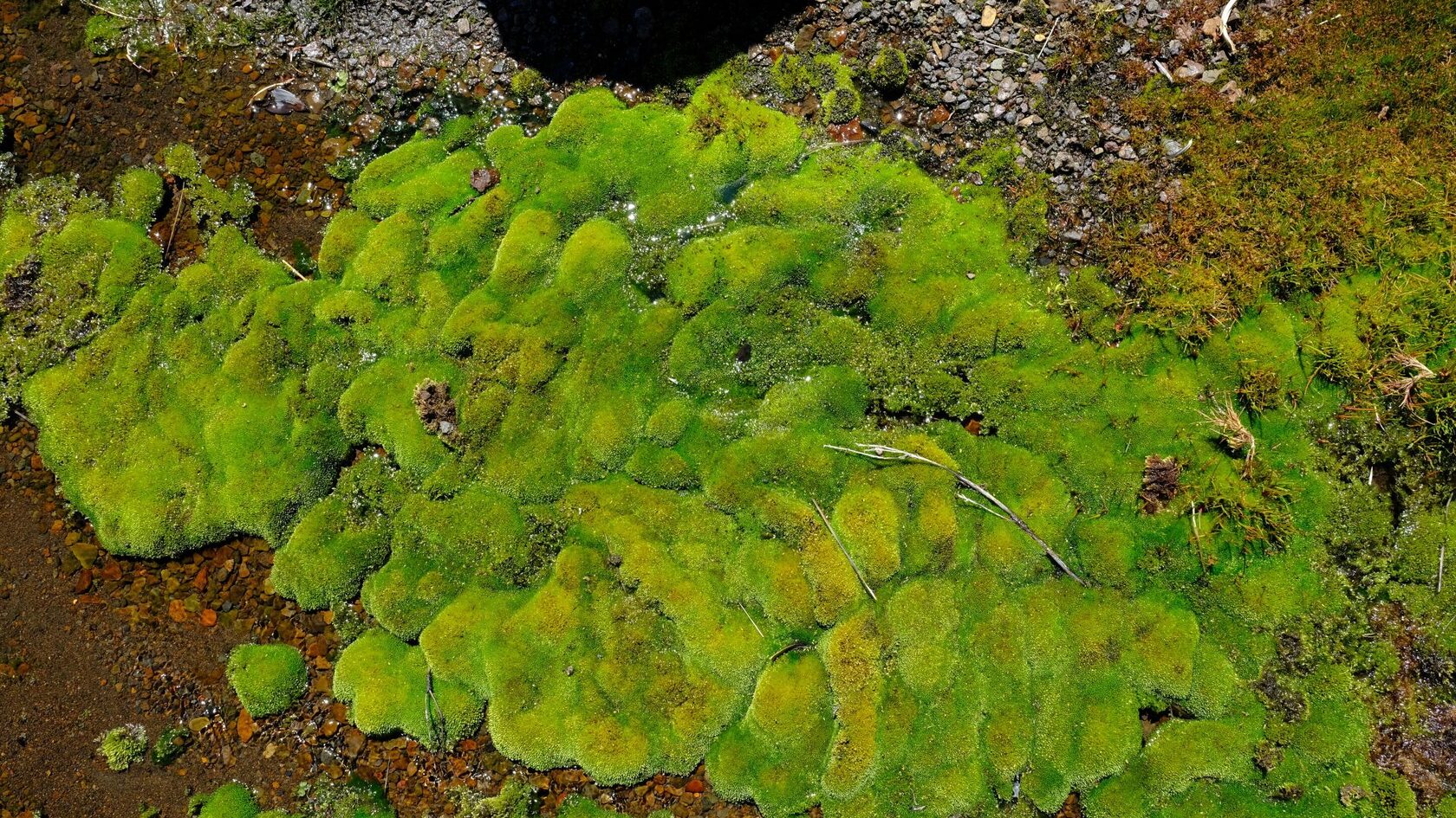Patagonia