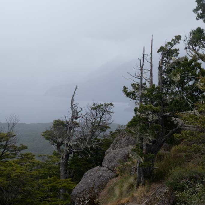Bosque patagónico