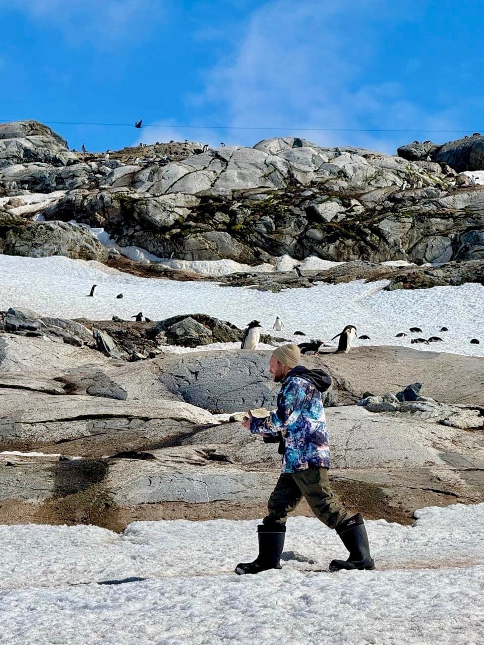 Pingüinos en la costa antártica