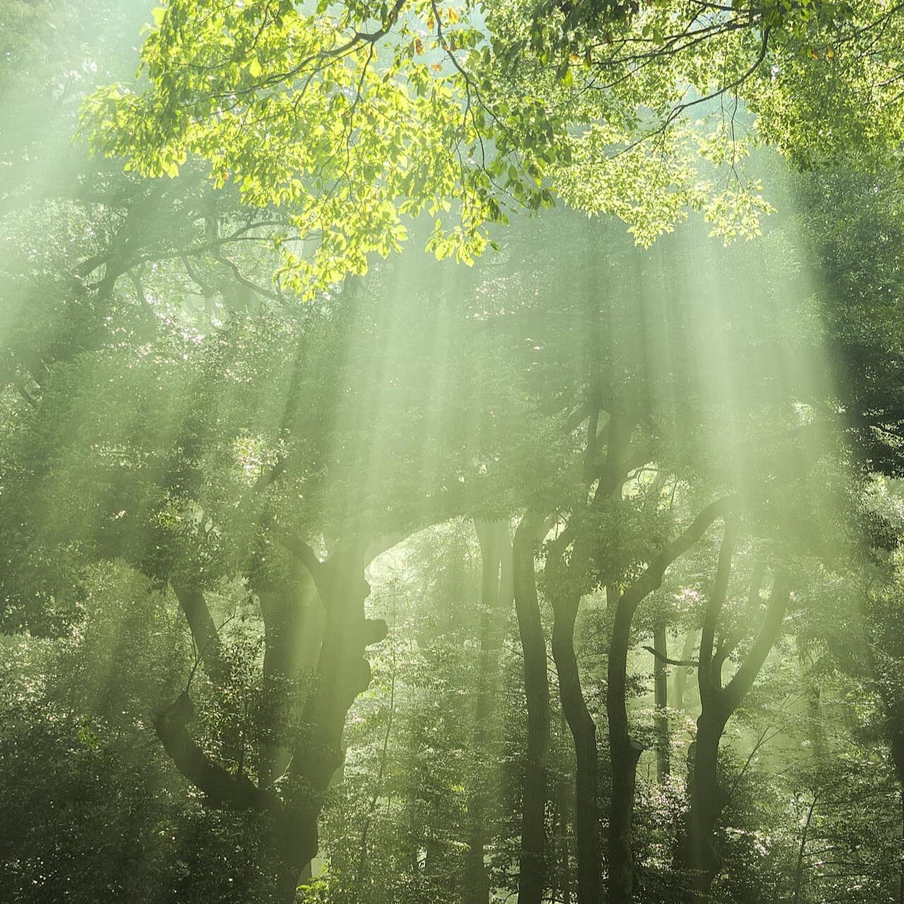 Rayos de sol en un bosque húmedo