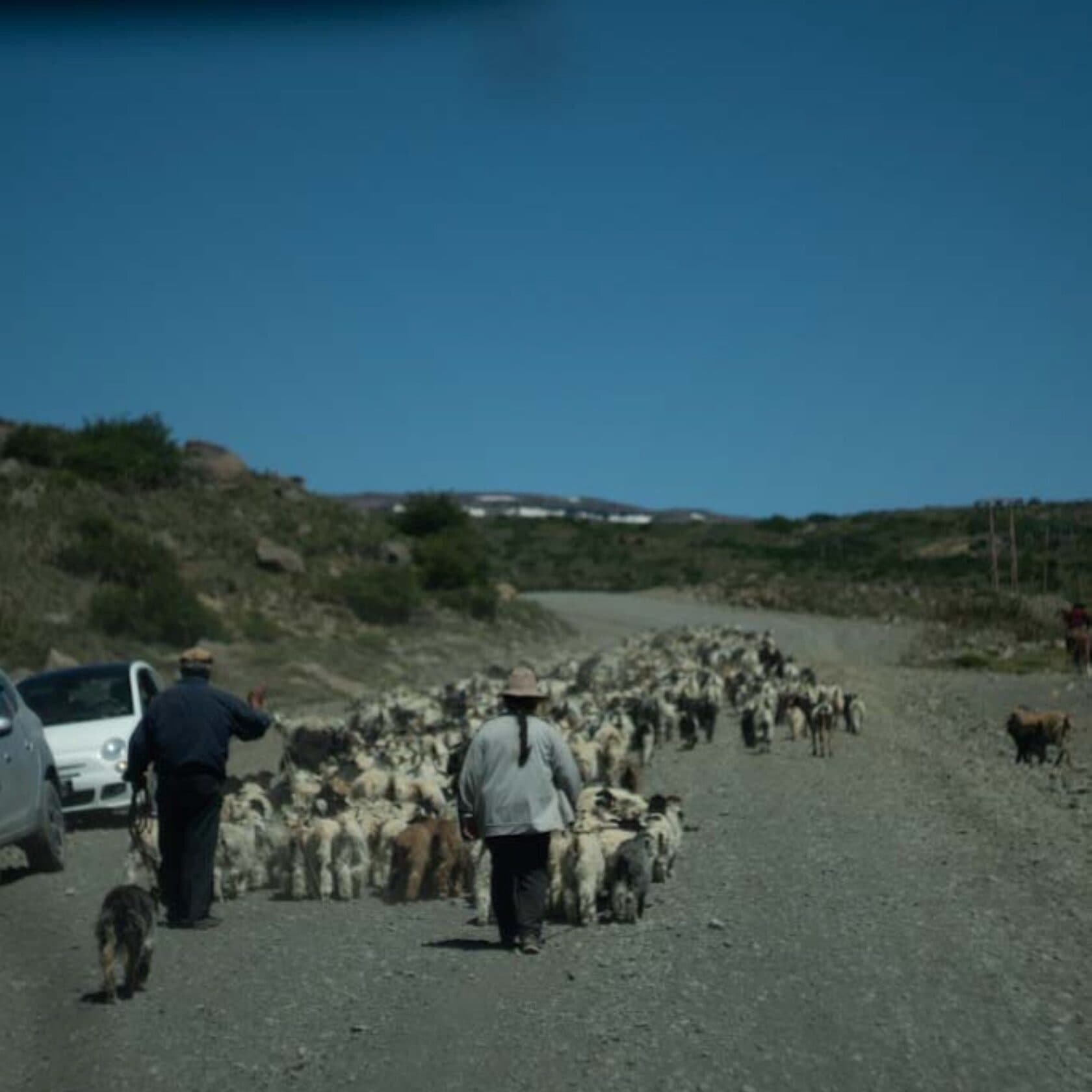 Arrieros con un rebaño en un camino de ripio