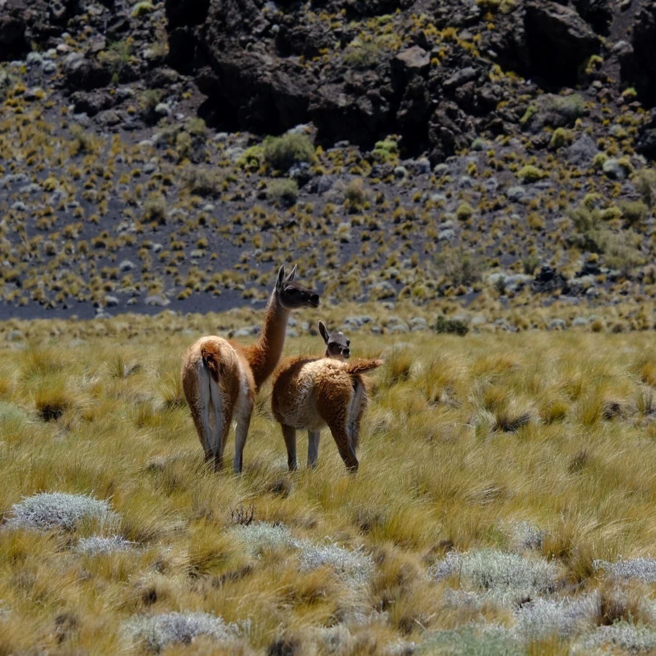 Guanacos en la reserva La Payunia